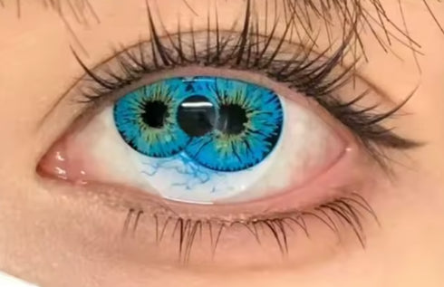 Dicoria (4 couleurs)