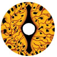 ドラゴン【ゲーム・オブ・スローンズ 】- SFX-EYES 全眼カラコン 特殊カラコン コスプレ ハロウイン オーダーメイド アニメ 漫画 度付き 度入り 度あり